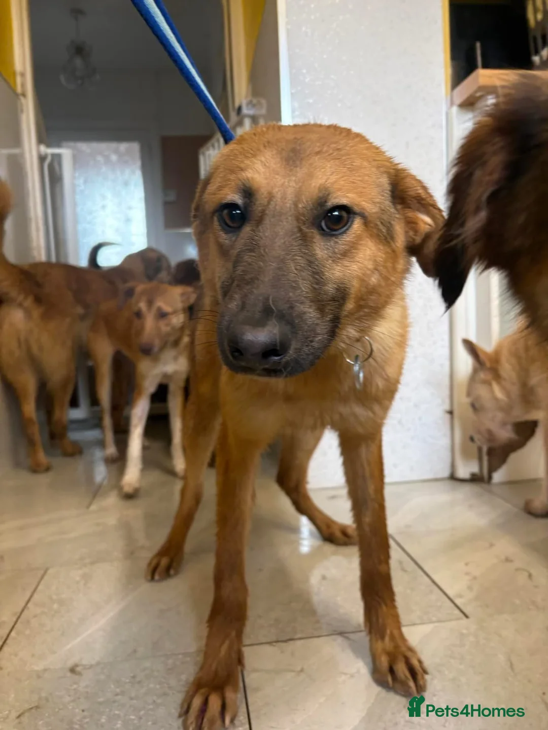 Mixed Breed dogs for adoption: Dylan - Norwich Norfolk  - Advert 1