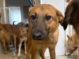 Mixed Breed dogs Dylan - Norwich Norfolk - Advert 13