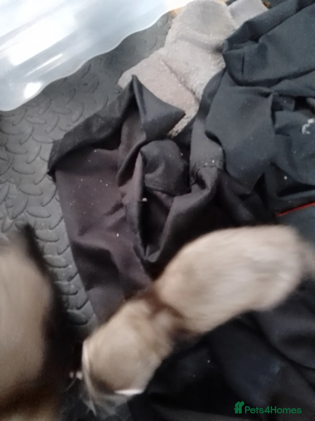 Mixed Breed rodents for sale: Polecat Ferret Cross Kits in Cambridge - Advert 2