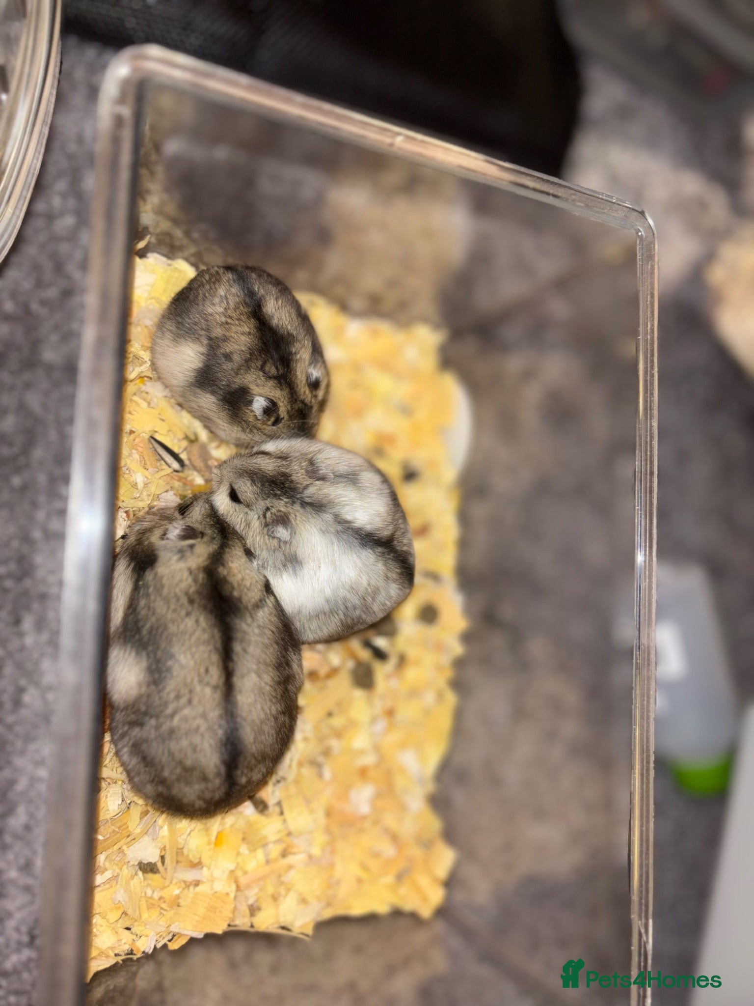 Hamster rodents Dwarf hamsters  - Advert 1