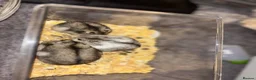 Hamster rodents for sale: Dwarf hamsters  - Advert 1
