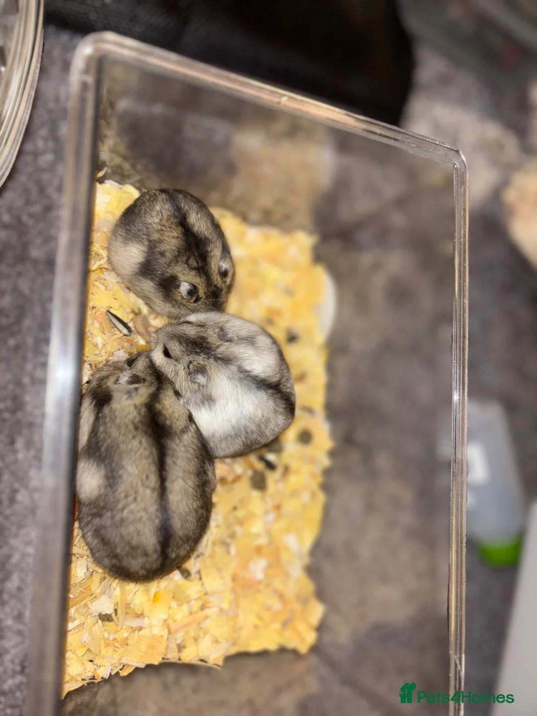 Hamster rodents for sale: Dwarf hamsters  - Advert 1