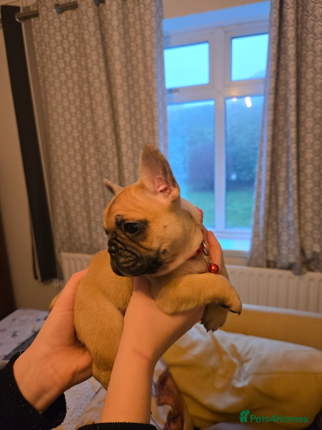 French Bulldog dogs for sale: French bulldog puppies.  - Advert 18