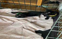British Shorthair cats for sale: Litter of 5 lovely kittens  - Image 8