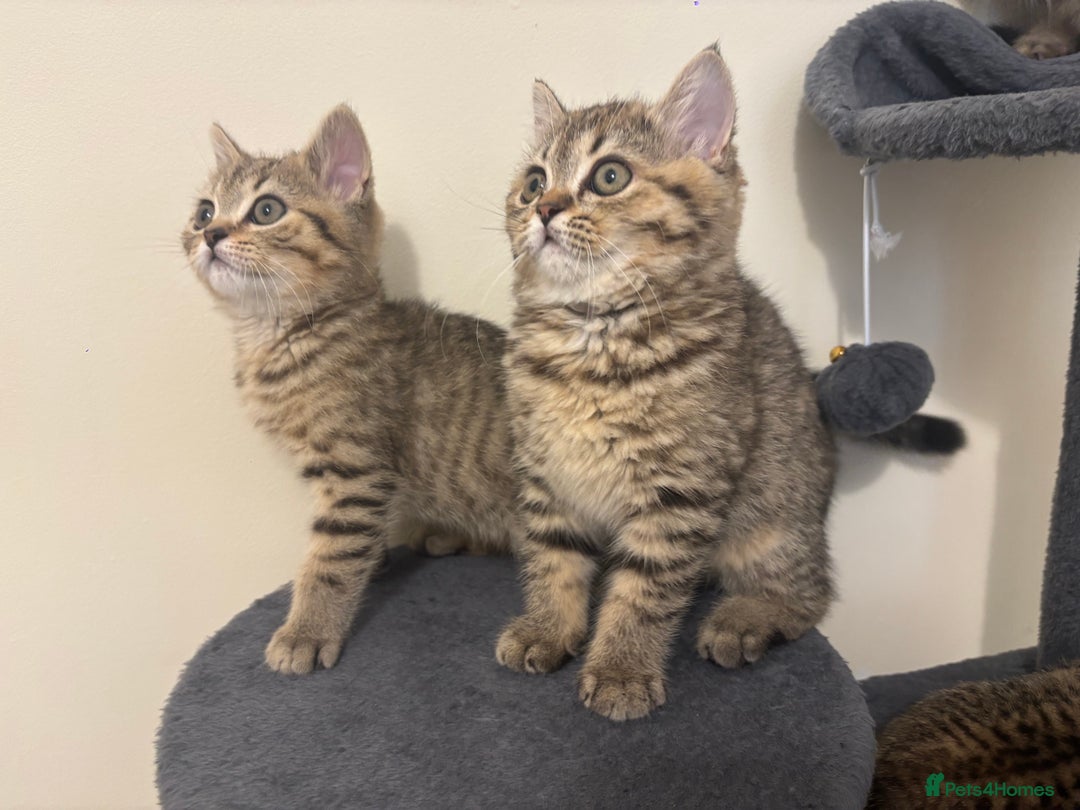 Brazilian Shorthair cats for sale: Last 2 gold tabby left ****READY TO GO ***** - Image 21
