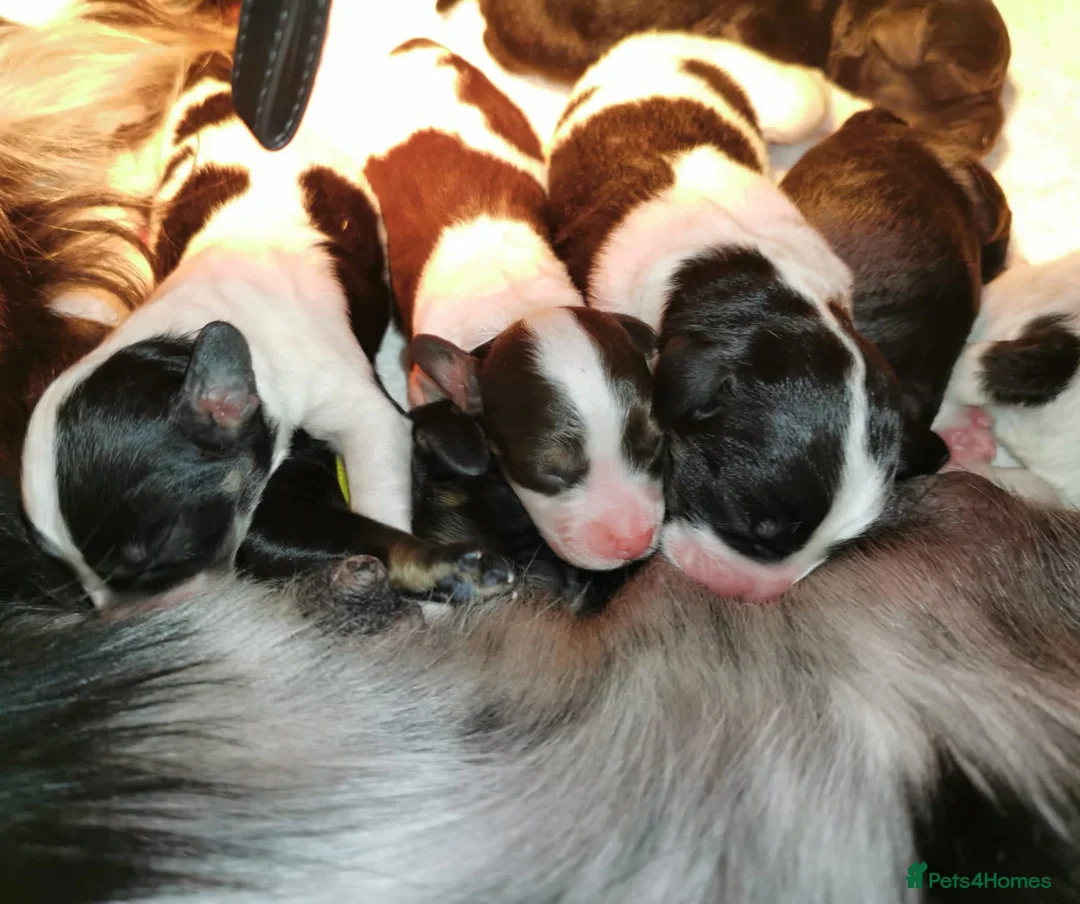 Cockapoo dogs for stud: KC registered miniature poodle stud in Bolton - Advert 9