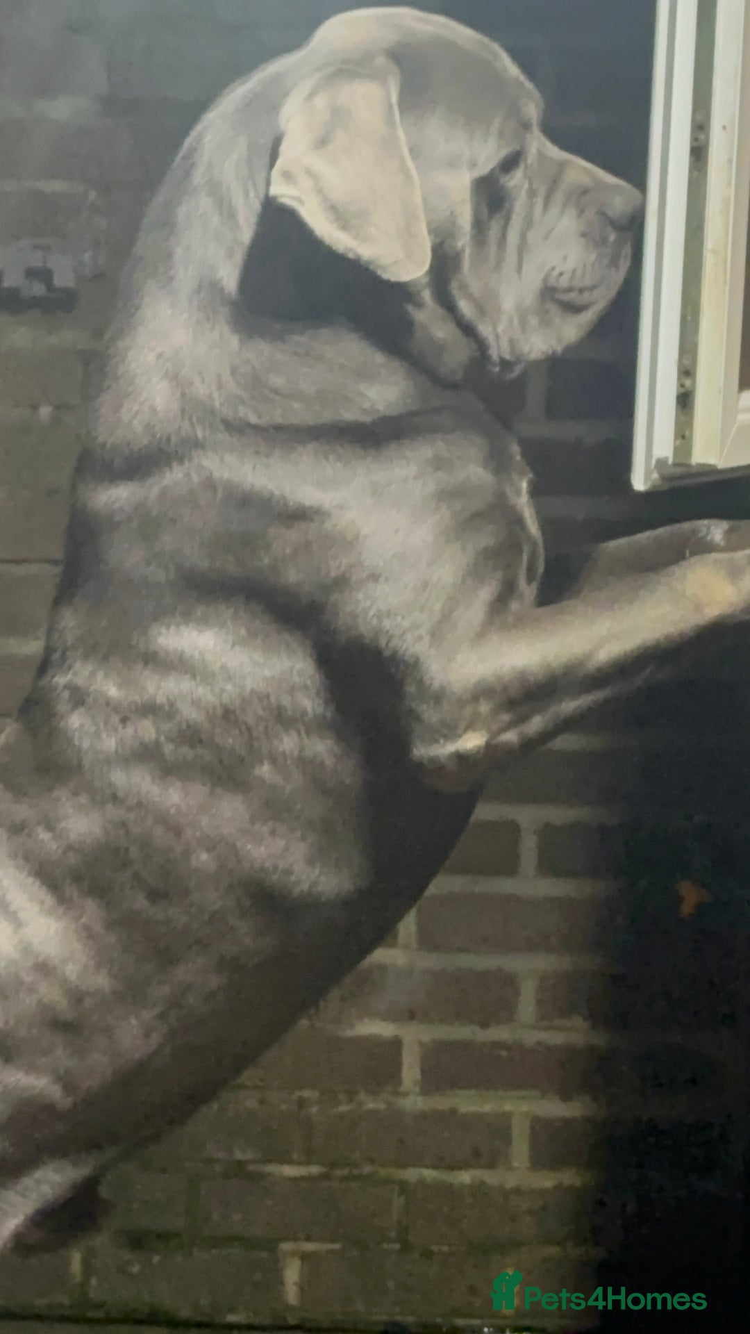 Cane Corso dogs for stud: MAXIMUS - STUD AVAILABLE  - Image 5