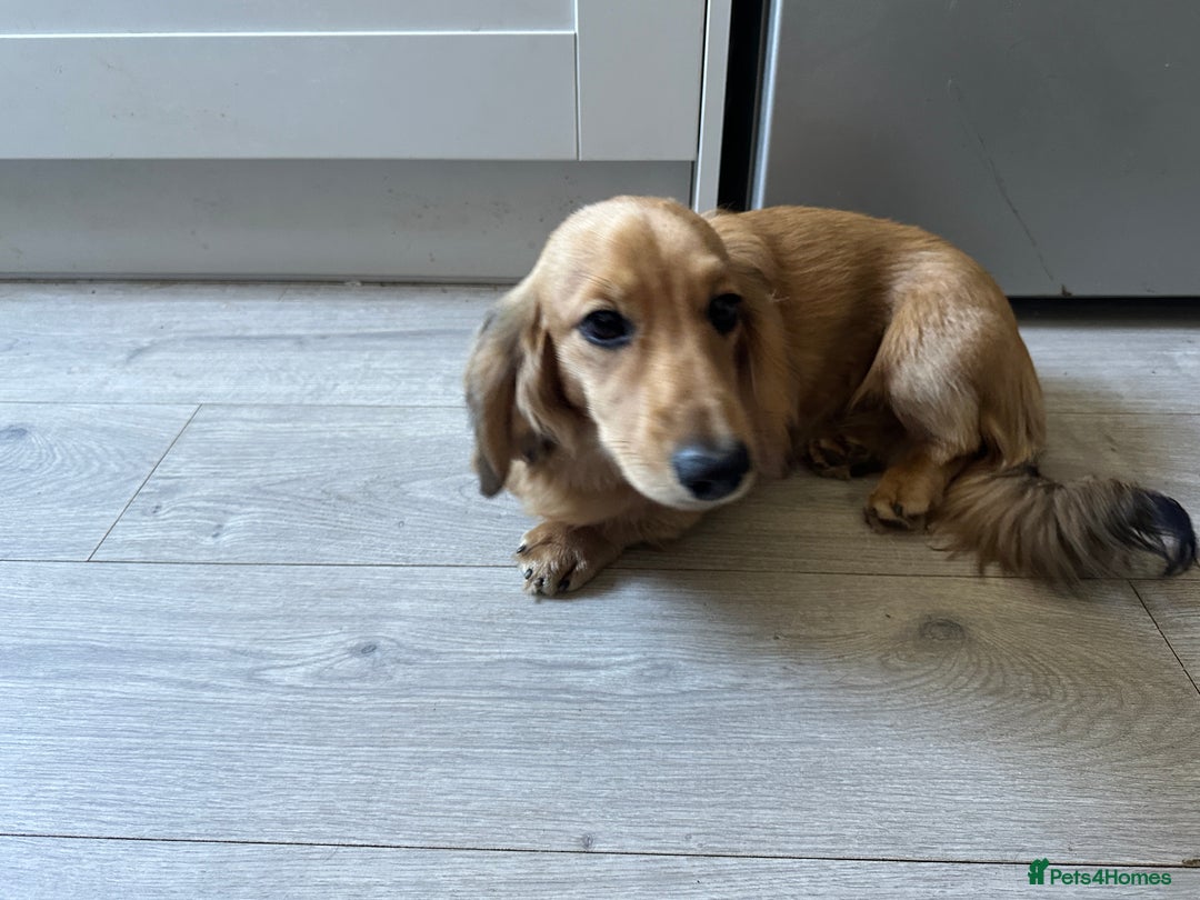 Miniature Dachshund dogs for sale: Long haired miniature dachshund  - Image 6