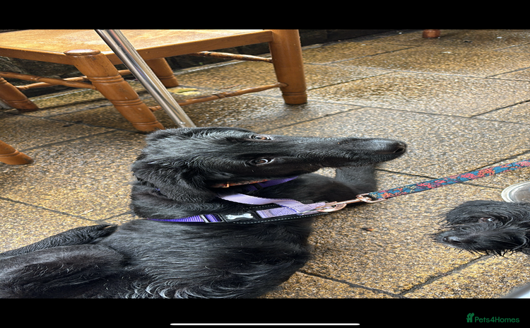 Mixed Breed dogs - Advert 11