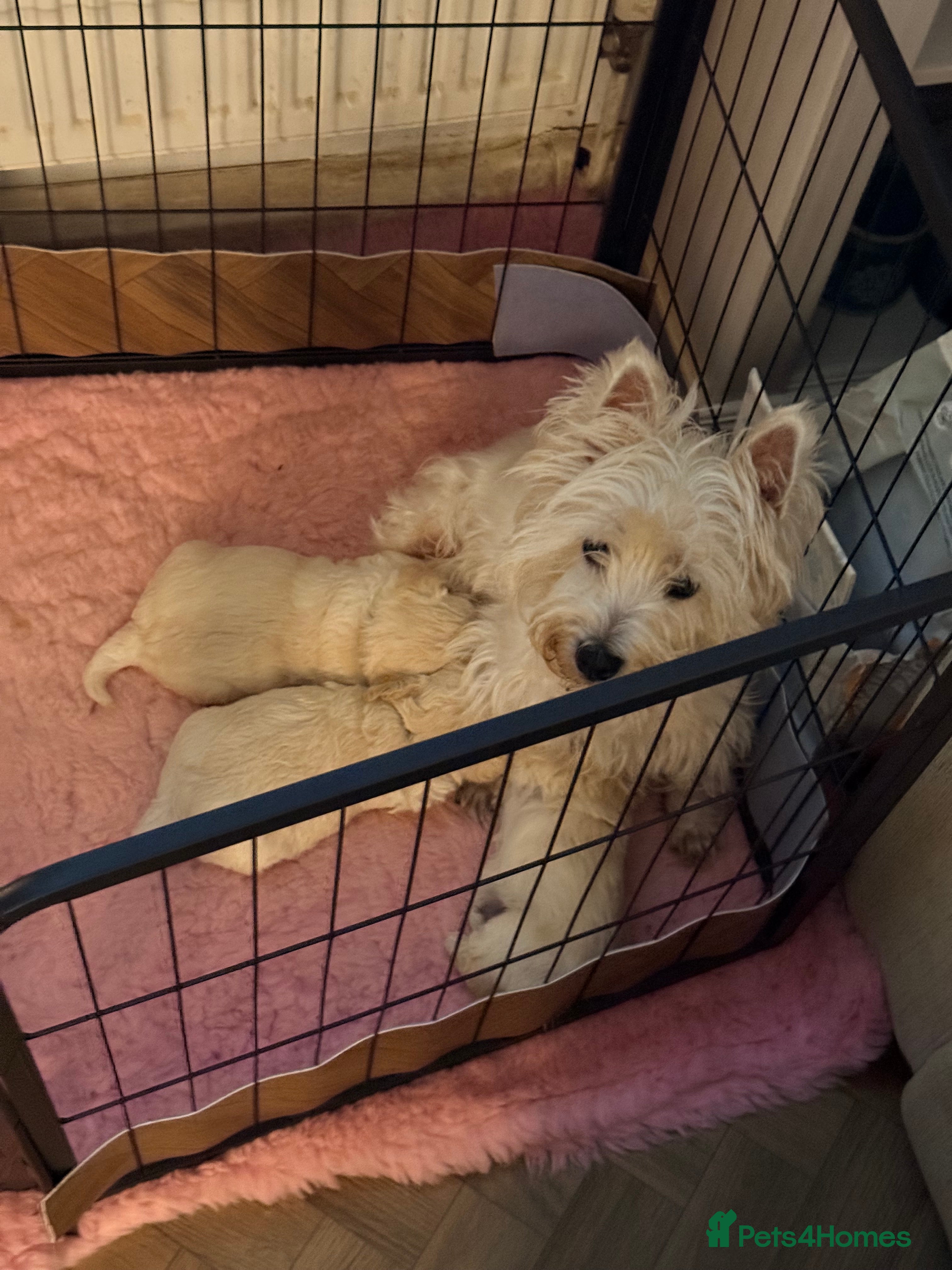 Mixed Breed dogs Adorable westiepoo’s - Advert 3