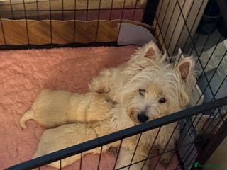 Mixed Breed dogs Adorable westiepoo’s - Advert 3