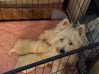 Mixed Breed dogs Adorable westiepoo’s - Advert 5