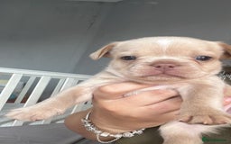 French Bulldog dogs for sale: QUALITY FRENCH BULLDOGS  - Image 8