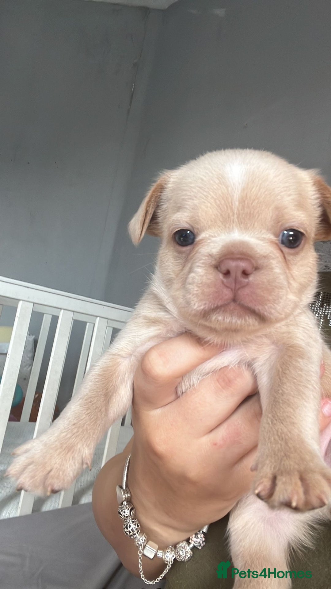 French Bulldog dogs for sale: QUALITY FRENCH BULLDOGS  - Image 8