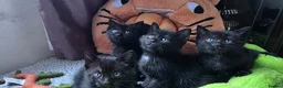 Scottish Fold cats for stud: We have 5 adorable kittens for sale  in Darlington - Advert 14