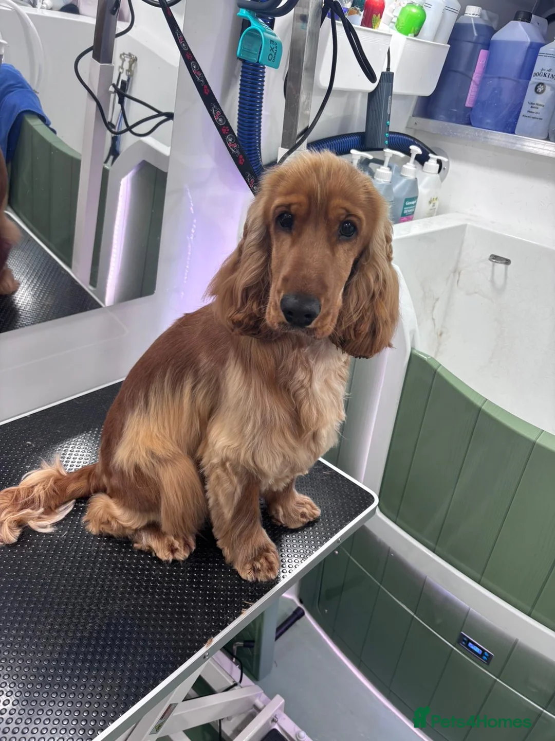 Cocker Spaniel dogs for sale: Looking to rehome my gorgeous boy.  - Advert 1
