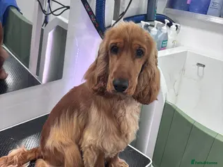 Cocker Spaniel dogs Looking to rehome my gorgeous boy. - Advert 1