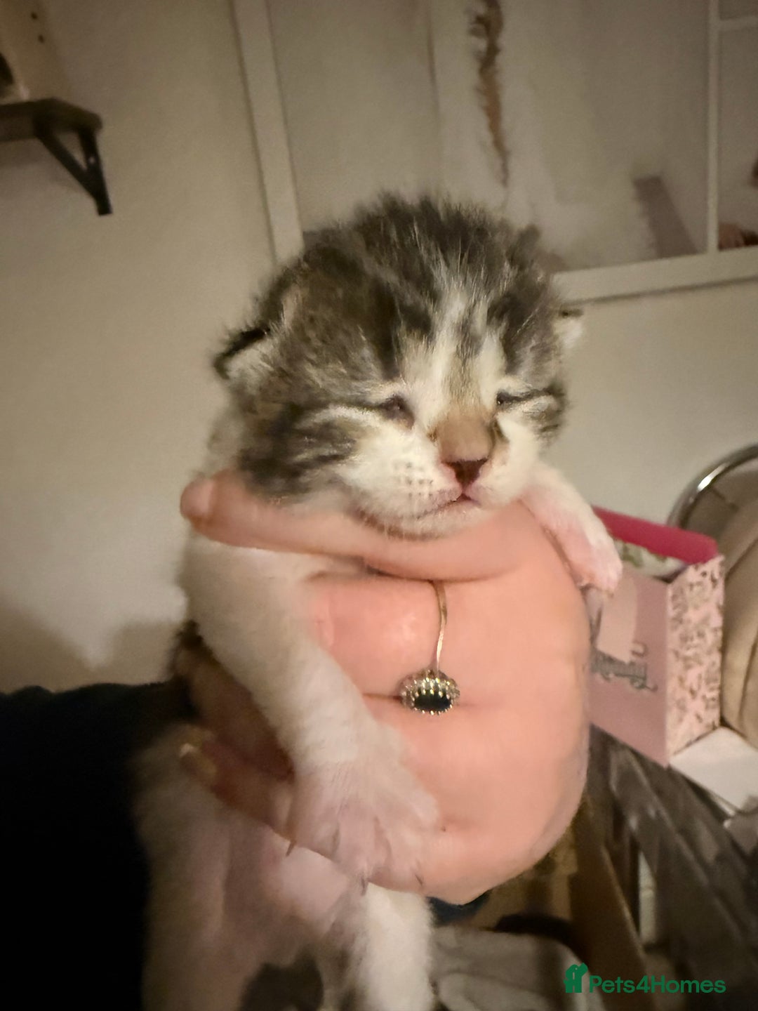 Mixed Breed cats for sale: 4 kittens available  - Advert 7