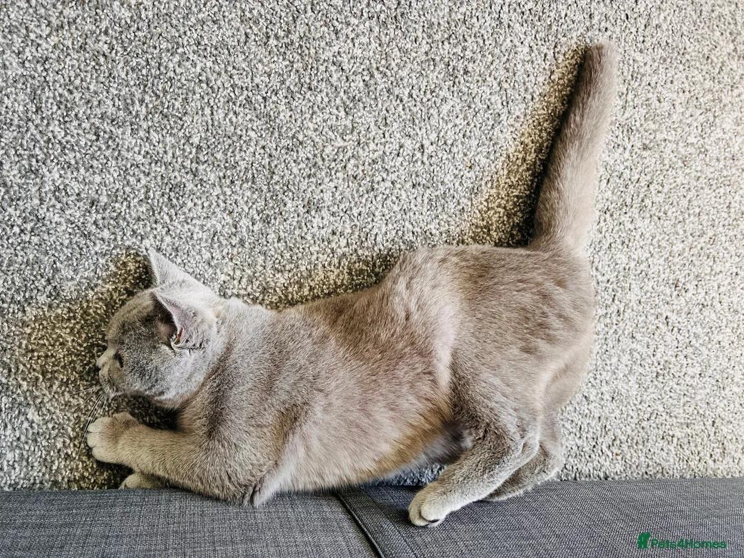 British Shorthair cats for sale: Female British Shorthair in Antrim - Advert 8