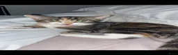 Mixed Breed cats for sale: 10 month old cat in Manchester - Advert 3