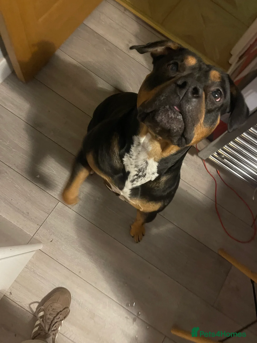 American Bully dogs for stud: Standard American Bully in Alva - Advert 2