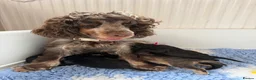 Cockapoo dogs for sale: ⭐️ F1 Cockapoos ~ Health Tested Parents ⭐️ - Advert 3