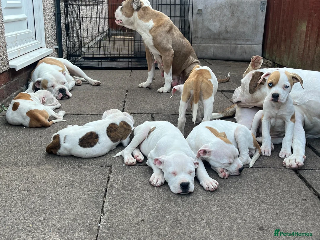 American Bulldog dogs for sale: Johnsons American Bulldog Puppies for sale - Advert 1