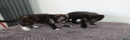Domestic Shorthair cats for sale: Two 10 week kittens with Mother  - Advert 5