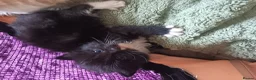 Mixed Breed cats for sale: Beautiful long haired kittens - Advert 10