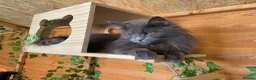 Maine Coon cats for sale: Active Imported Russian Mainecoons Queen for sale - Advert 4