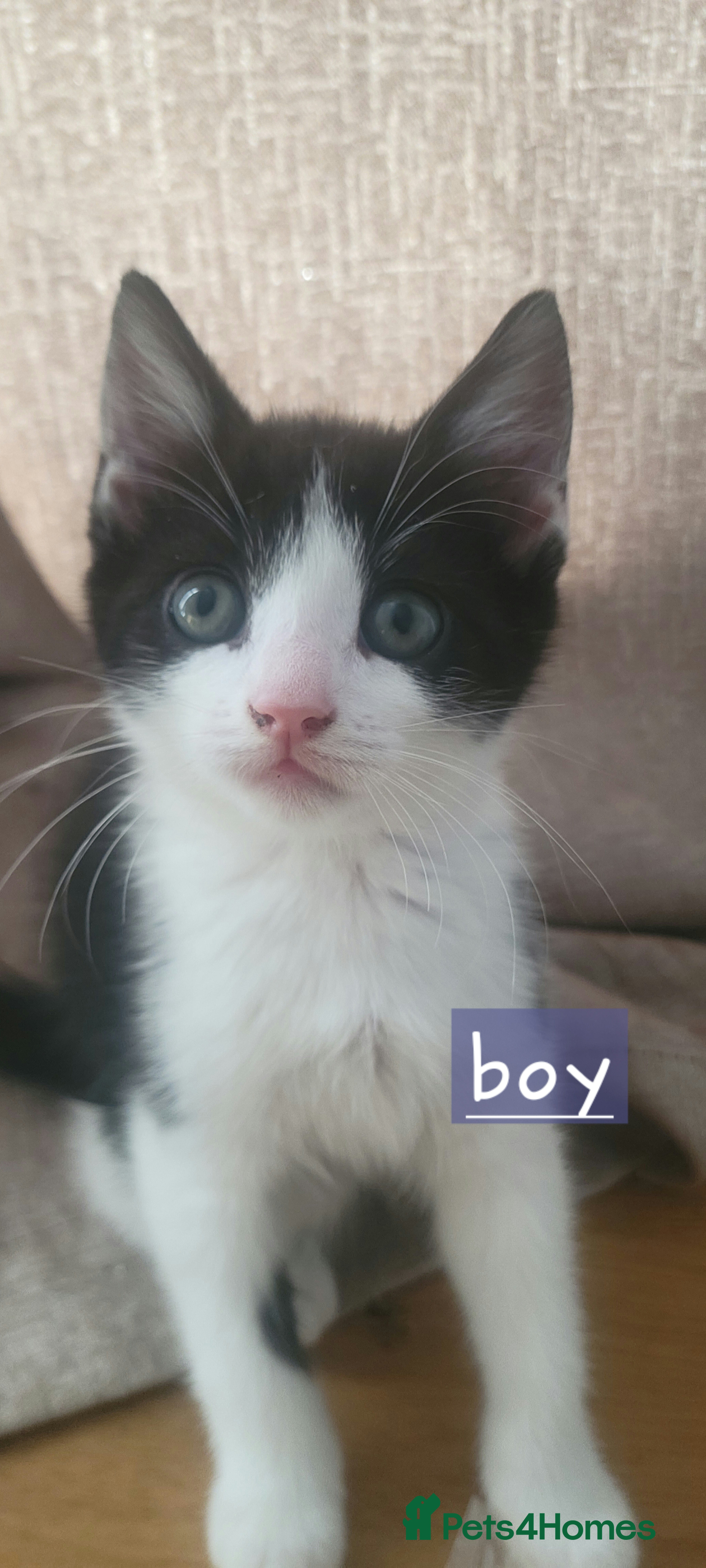 Mixed Breed cats Kitten ready now - Advert 3