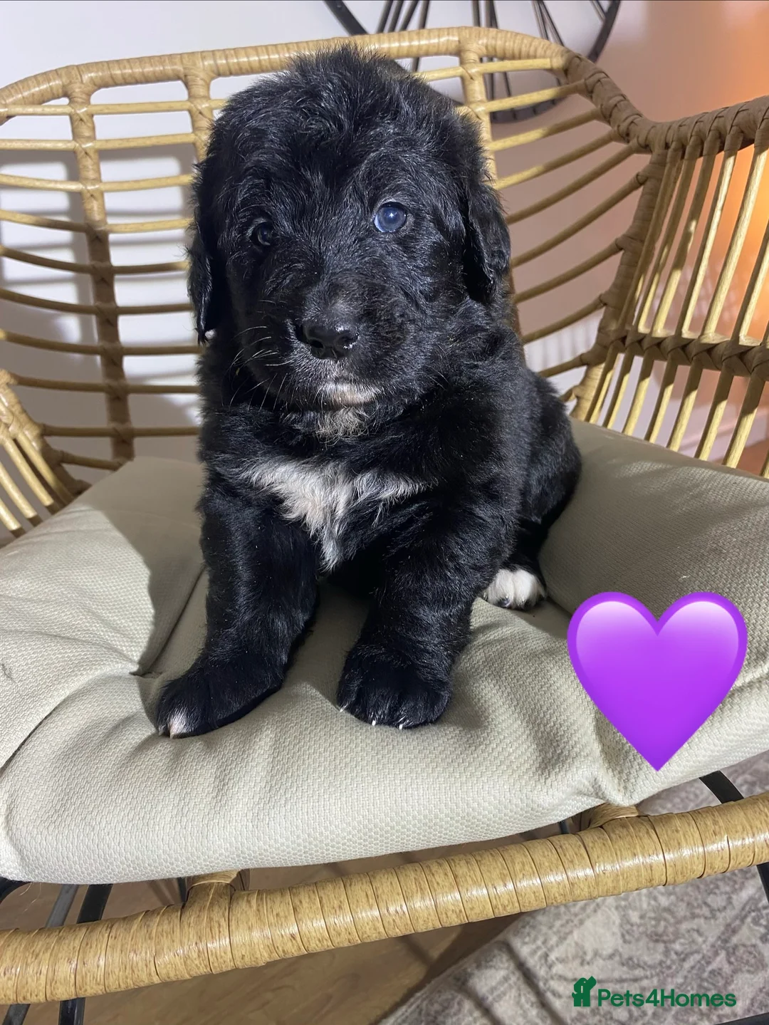 Mixed Breed dogs for sale: Golden Bernese Puppies 🖤🤍🤎 - Advert 15