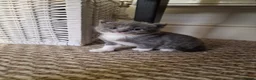 Mixed Breed cats for sale: 3 kittens - Advert 5