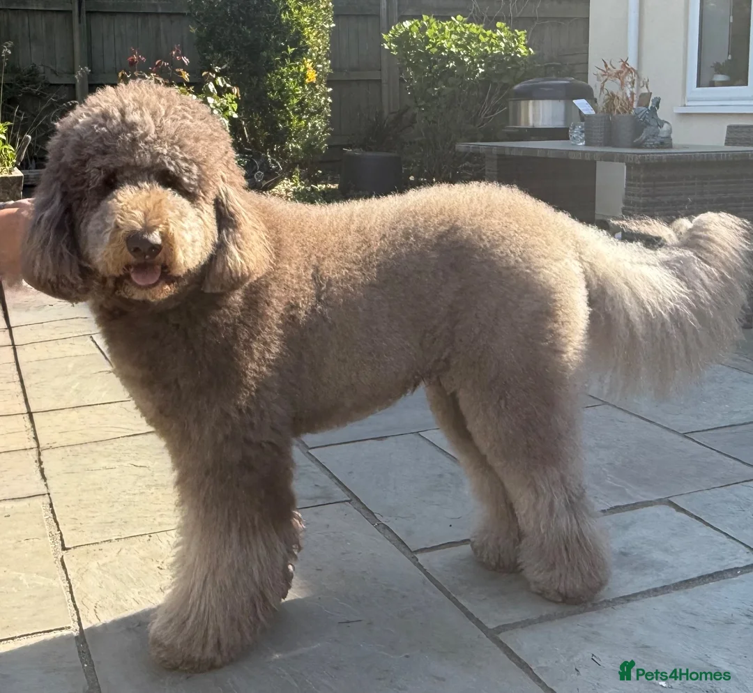 Labradoodle dogs for sale: Multi gen labradoodle x standard poodle puppies  - Advert 1