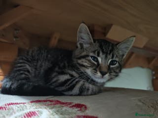 Domestic Shorthair cats Little Tigger and Two Black Panthers - Advert 1