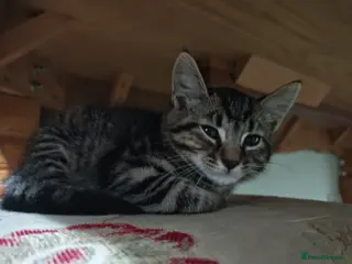 Domestic Shorthair cats Little Tigger and Two Black Panthers - Advert 3