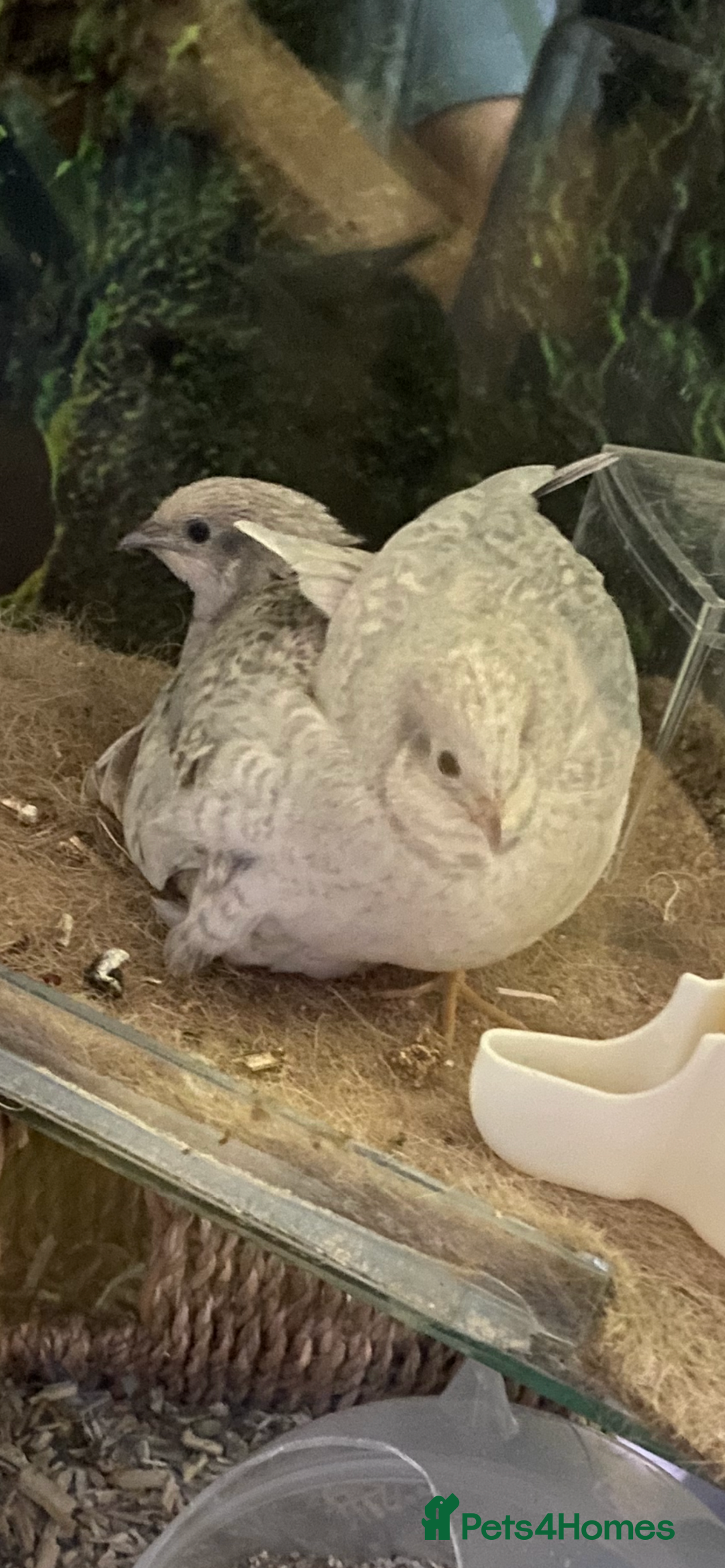 Quail poultry for sale: Beautiful Button Quail Chicks (CPQ, King) - Image 11