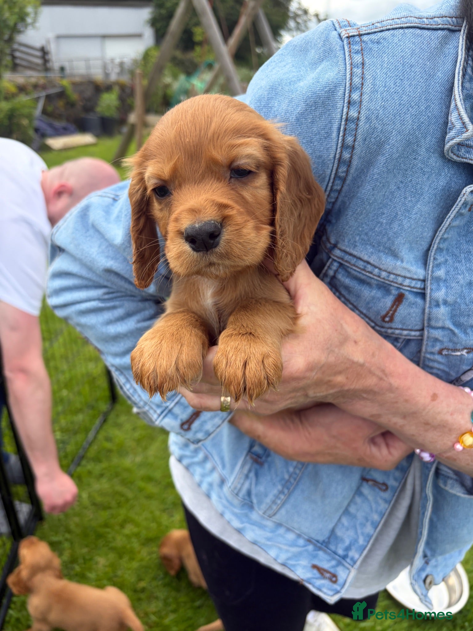 Cocker Spaniel dogs Working Cocker Spaniel Puppies - Advert 15