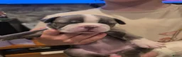 Boston Terrier dogs for sale: Health-Tested KC Registered Boston Terrier Puppies in Salford - Advert 8