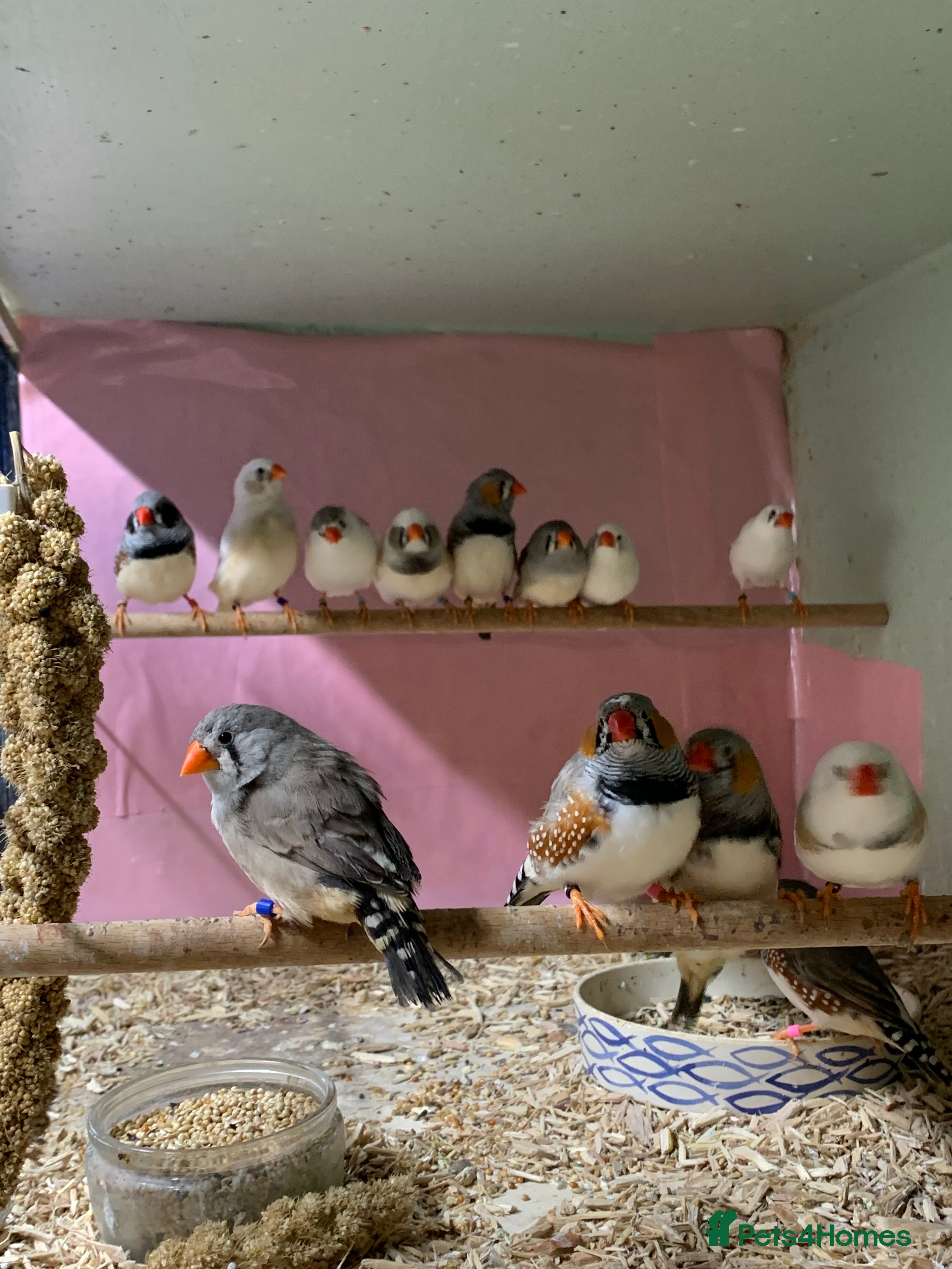 Finches birds Zebra finches male and female, male diamond dove - Advert 1