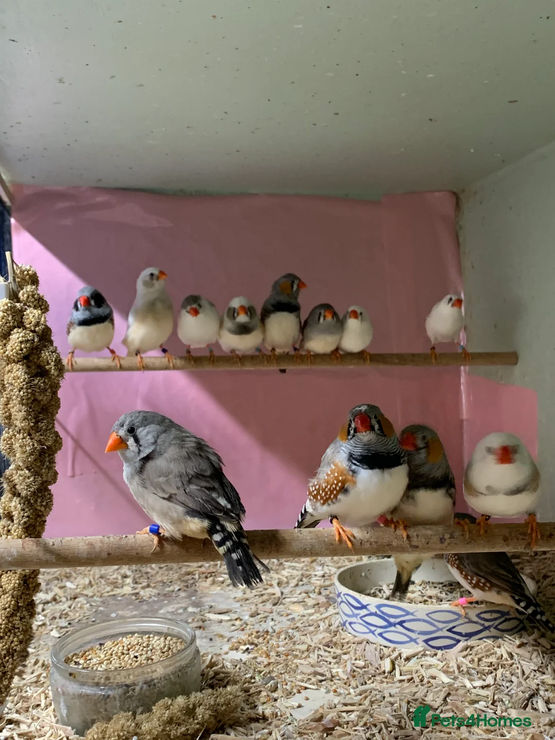 Finches birds for sale: Zebra finches male and female, male diamond dove - Advert 1