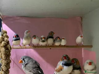 Finches birds Zebra finches male and female, male diamond dove - Advert 1