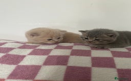 British Shorthair cats for sale: Gorgeous British shorthair kittens - Image 18