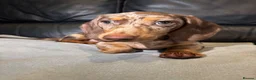Miniature Dachshund dogs for sale: Last mini dachshund boy ready now ! in South Ockendon - Advert 6