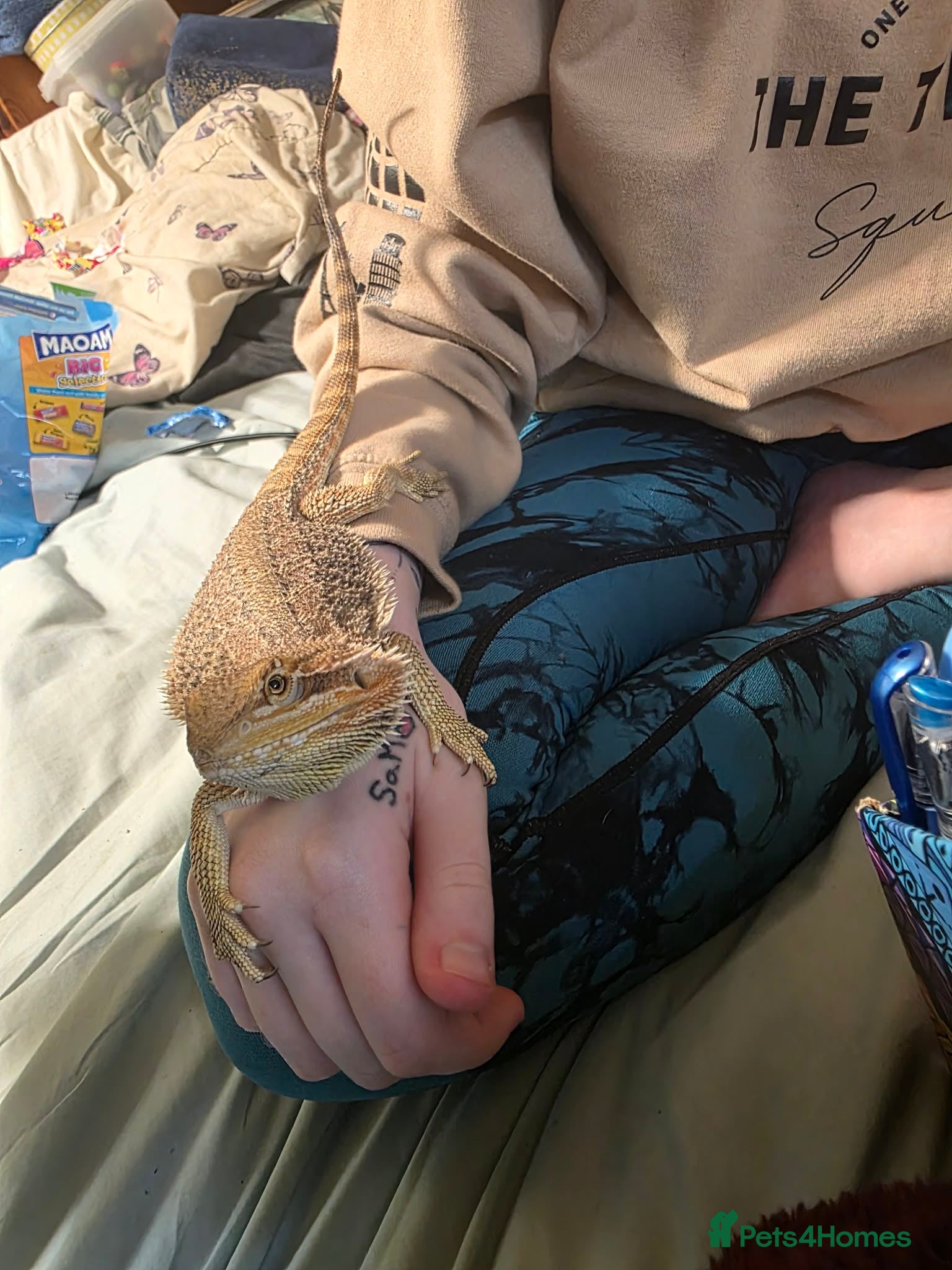 Bearded Dragon reptiles 4 month old bearded dragon - Advert 6