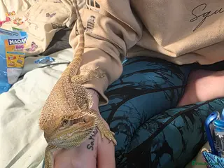 Bearded Dragon reptiles 4 month old bearded dragon - Advert 6