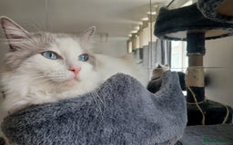 Ragdoll cats for sale: Blue Bicolour Ragdoll Queen - Image 5