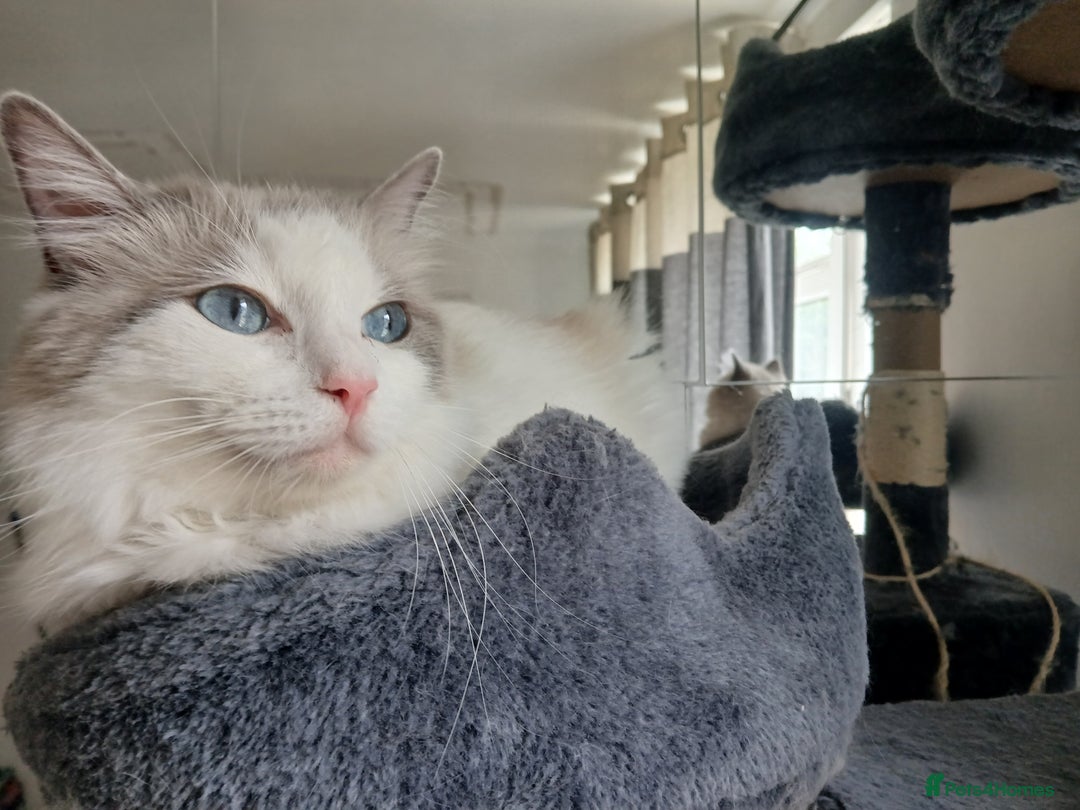 Ragdoll cats for sale: Blue Bicolour Ragdoll Queen - Image 5
