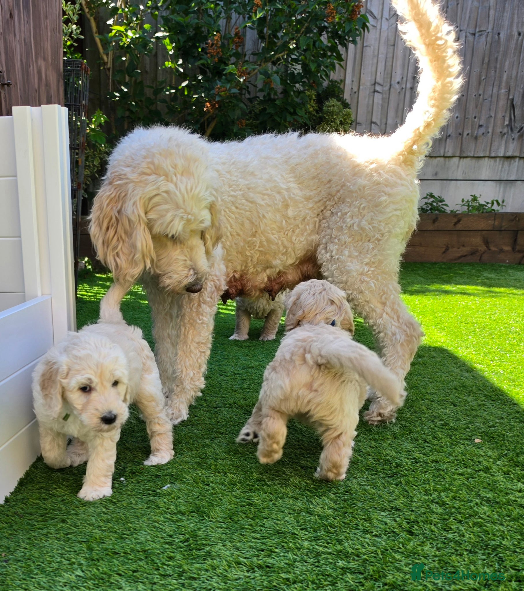 Goldendoodle dogs Multige. Goldendoodle Puppies. Parents DNA clear!! - Advert 1