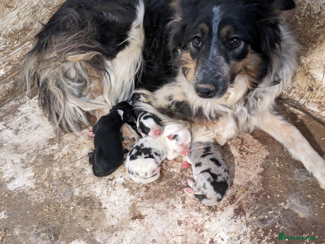 Border Collie dogs for sale: Border Collie puppies  - Image 9